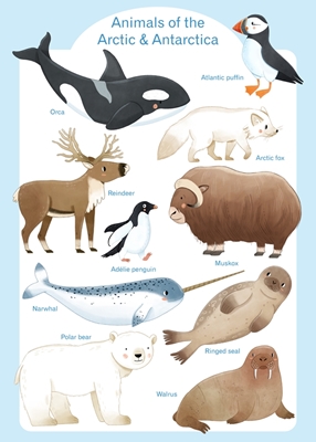 Animals of the Antarctica