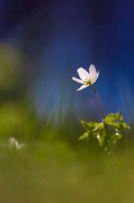 Wood anemone in the  summer 