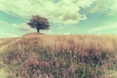The Lonely Tree 2