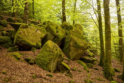 Mosdækkede sten i bøgeskov