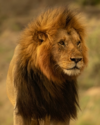 Den afrikanske løven