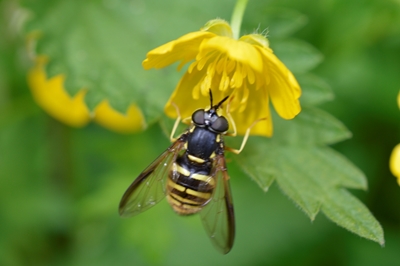 Syrphidae flying insect