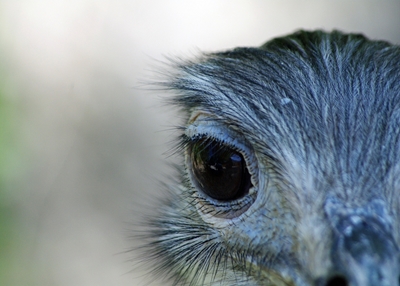 Emu - huvud och öga 