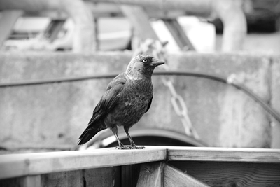 Jackdaw at the pier