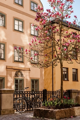 Magnolie in der Stadt Stockholm