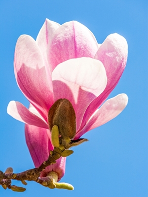 Magnolia i blomst 