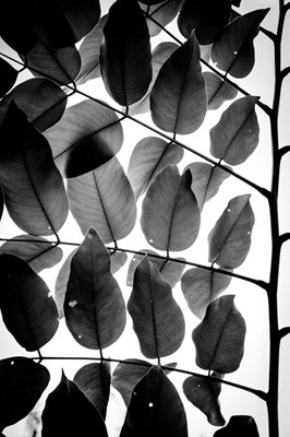 Branches and Leaves III