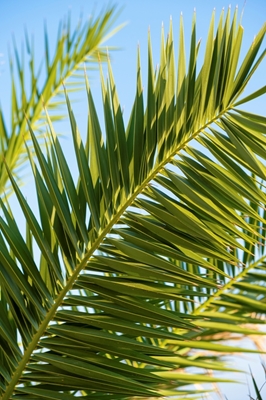 Folhas verdes de palmeira