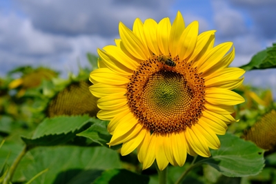 Sonnenblume mit Biene 