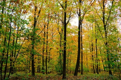 Herbstwald mit Sonnenschein 