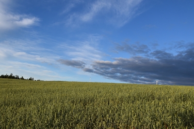 An oat field under a summer 