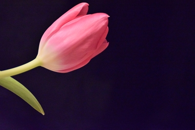 Tulpanová růžová