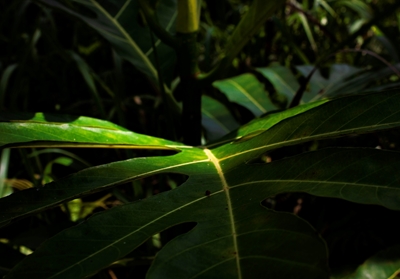 Zielony liść