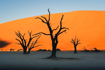 The Majestic Trees of Deadvlei