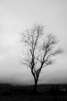 Opuszczone drzewo