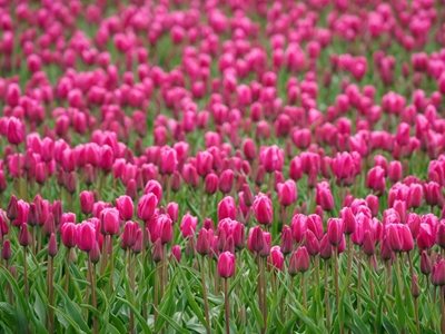 tulip field in the netherlands