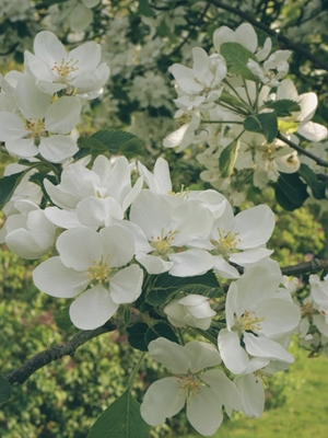 Flores de manzano blanco