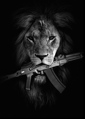 Lion With a Gun