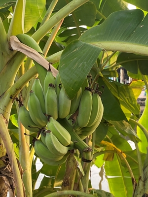Bananträd i Chiang Mai