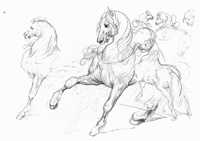Horse studies