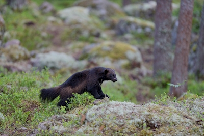 Wolverine in de Zweedse wildernis
