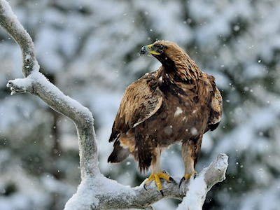 Gouden adelaar in de winterlandschap