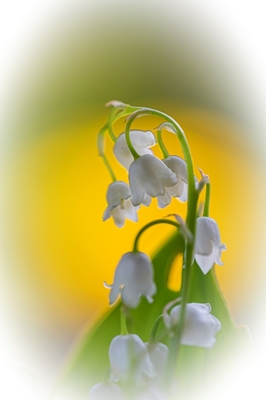 Lily of the valley, the queen
