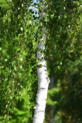 Birch in May
