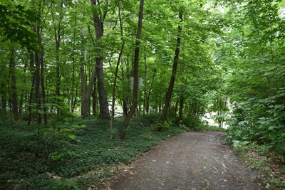 Un sentiero in un bosco di latifoglie