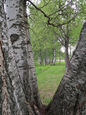 View through birch bark 