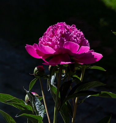 The peony in blooming