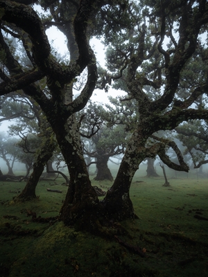Strom v mlžném lese