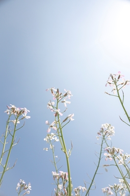 White flowers blue sky.