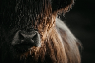 Skotsk Højland Kvæg