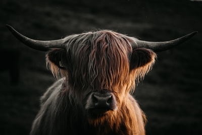 Skotlannin ylämaan karja Solnedissa