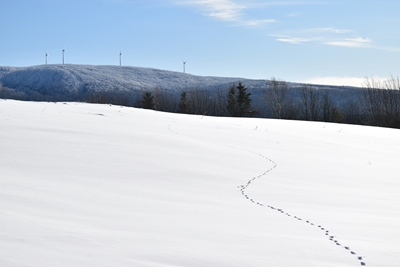 Fußabdrücke auf einem Feld im Winter