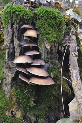 Cogumelos de escalada