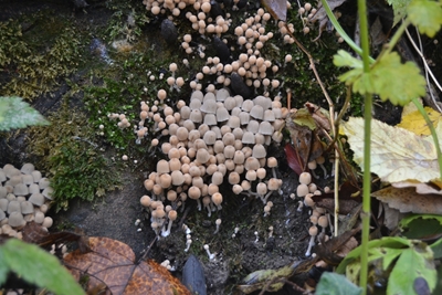 Zakrslé houby