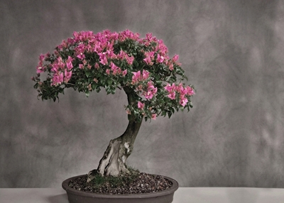 Lilac bonsai