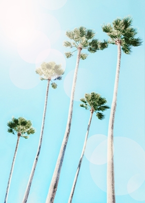 Palmiers d’été