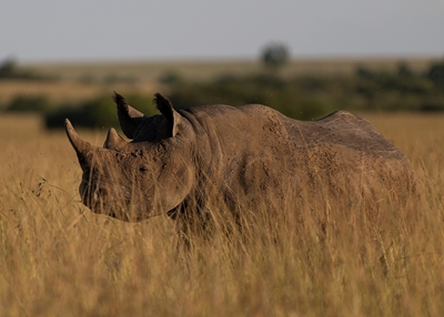 Nosorožec černý v řece Mara