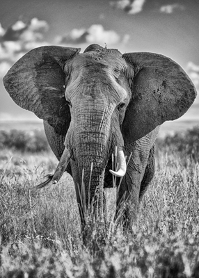 Elephant in the Mara