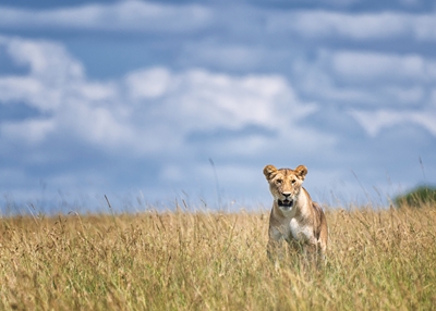 Lion in the Mara