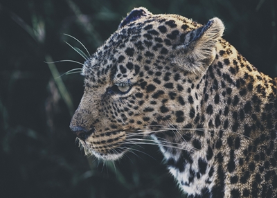 Leopard in der Mara