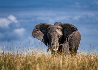Un orgulloso elefante en la Mara