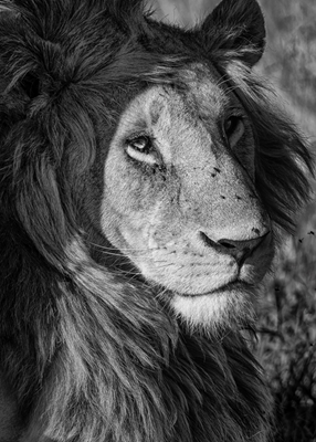 Lejonkungen i Mara