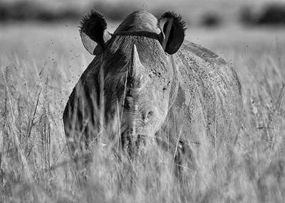 Face à un rhinocéros dans la Mara