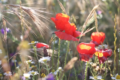 Poppy flowers in meadow