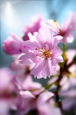 Fleur de cerisier