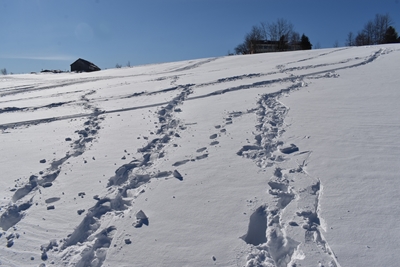 Footprints in the snow in wint